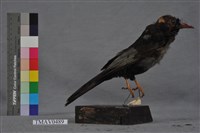 藏品(紅嘴黑鵯)的圖片